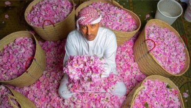 مهرجان الورد الطائفي: عطر السعودية